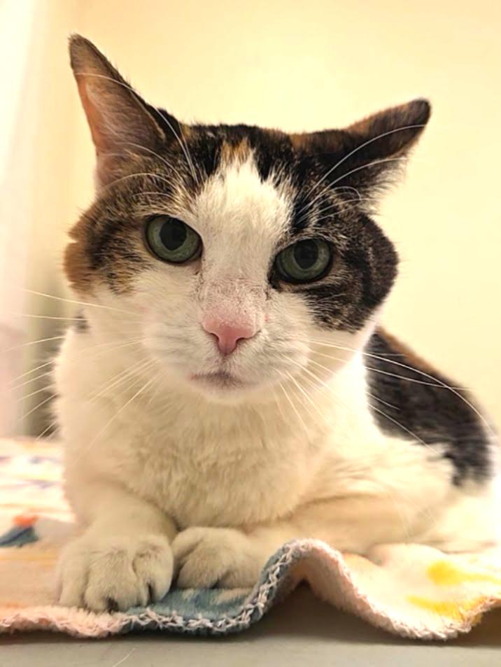 Enlarge Felicity, a ADOPTABLE Domestic Short Hair in Red Wing, MN image 1/5