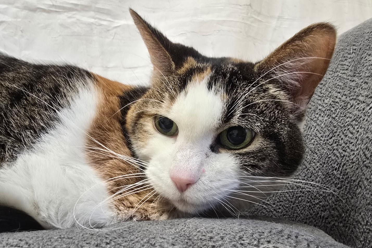 Enlarge Felicity, a ADOPTABLE Domestic Short Hair in Red Wing, MN image 3/5