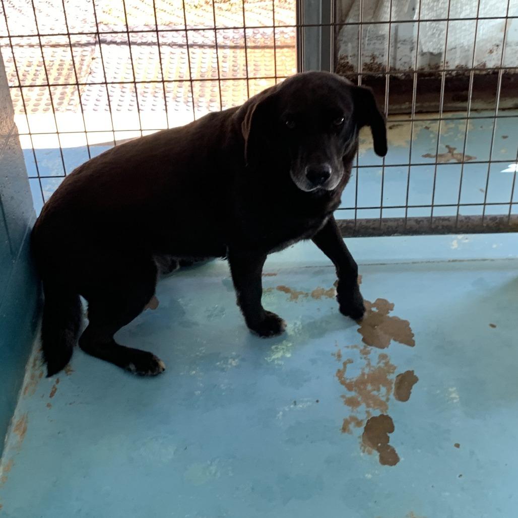 Jet, Adoptable, Senior Male Black Labrador Retriever.