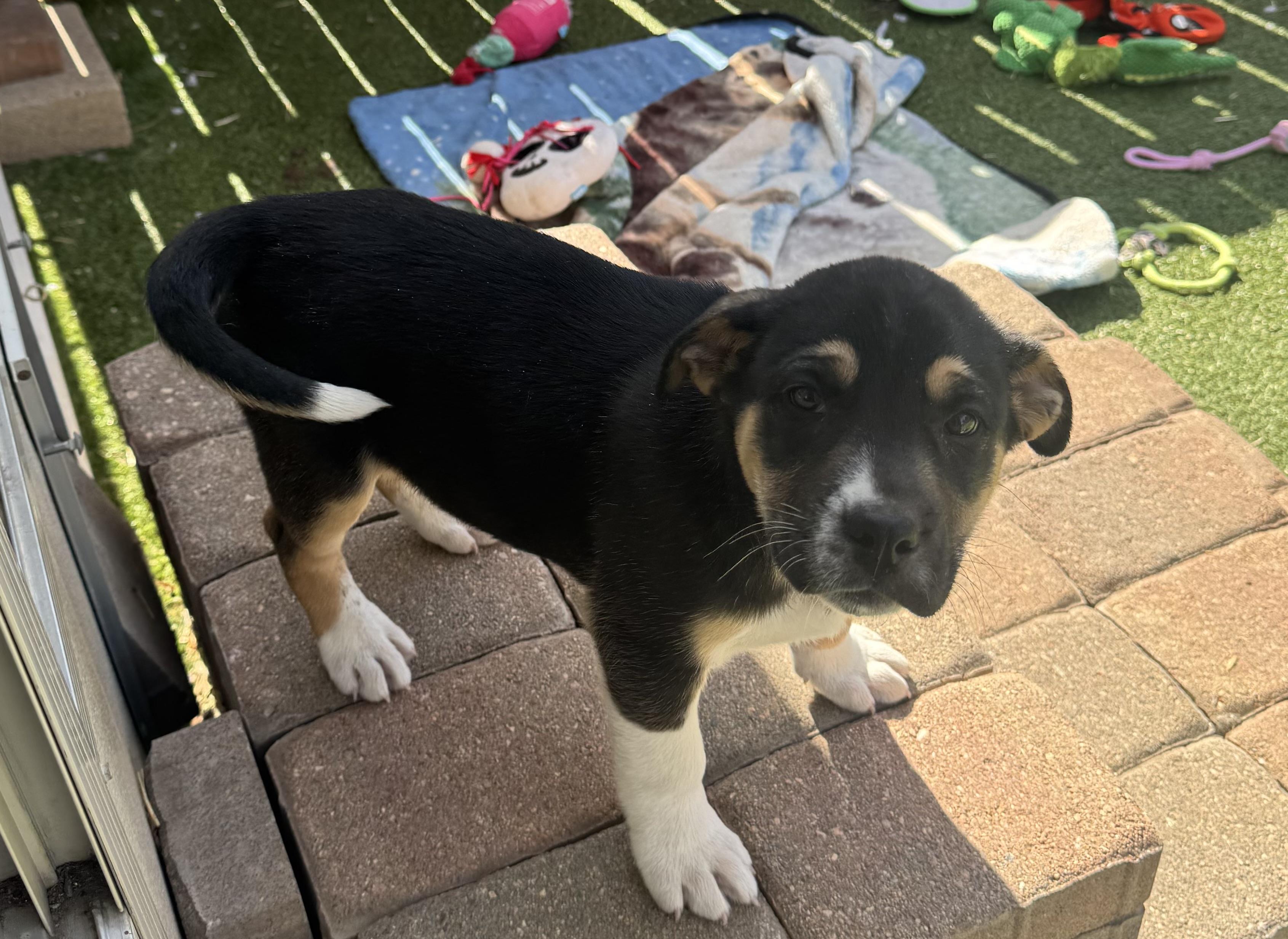 Denver , an adopted mixed breed in Denver, CO image 2/3