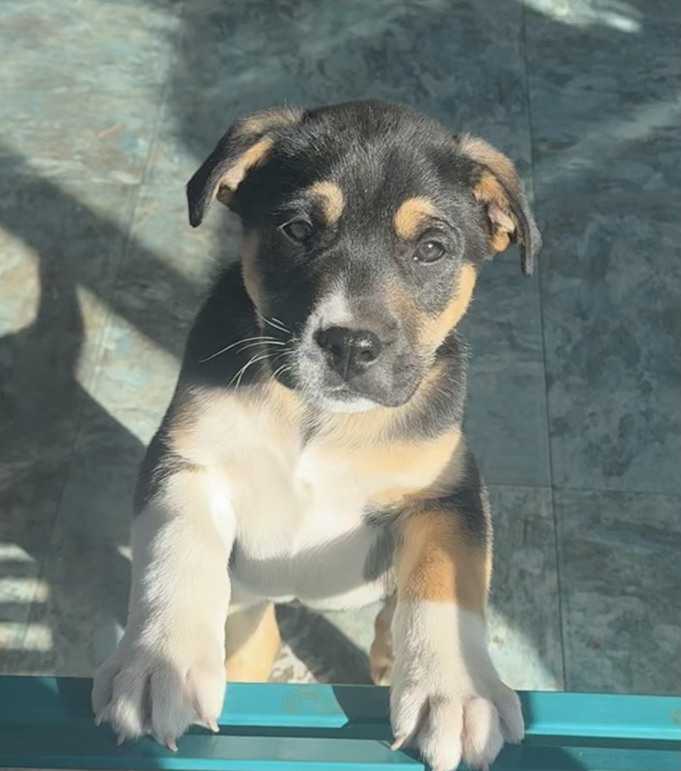 Denver , an adopted mixed breed in Denver, CO image 1/3