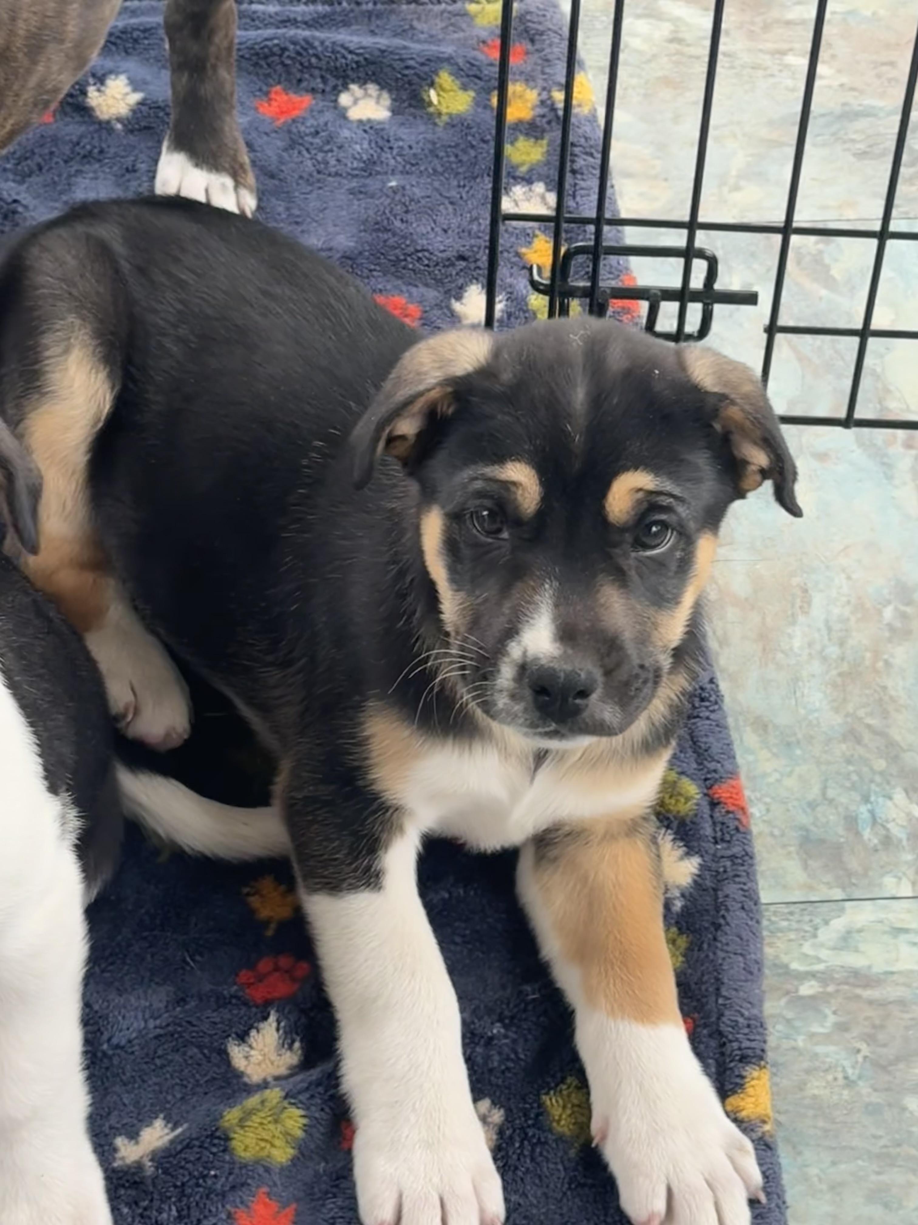 Denver , an adopted mixed breed in Denver, CO image 3/3