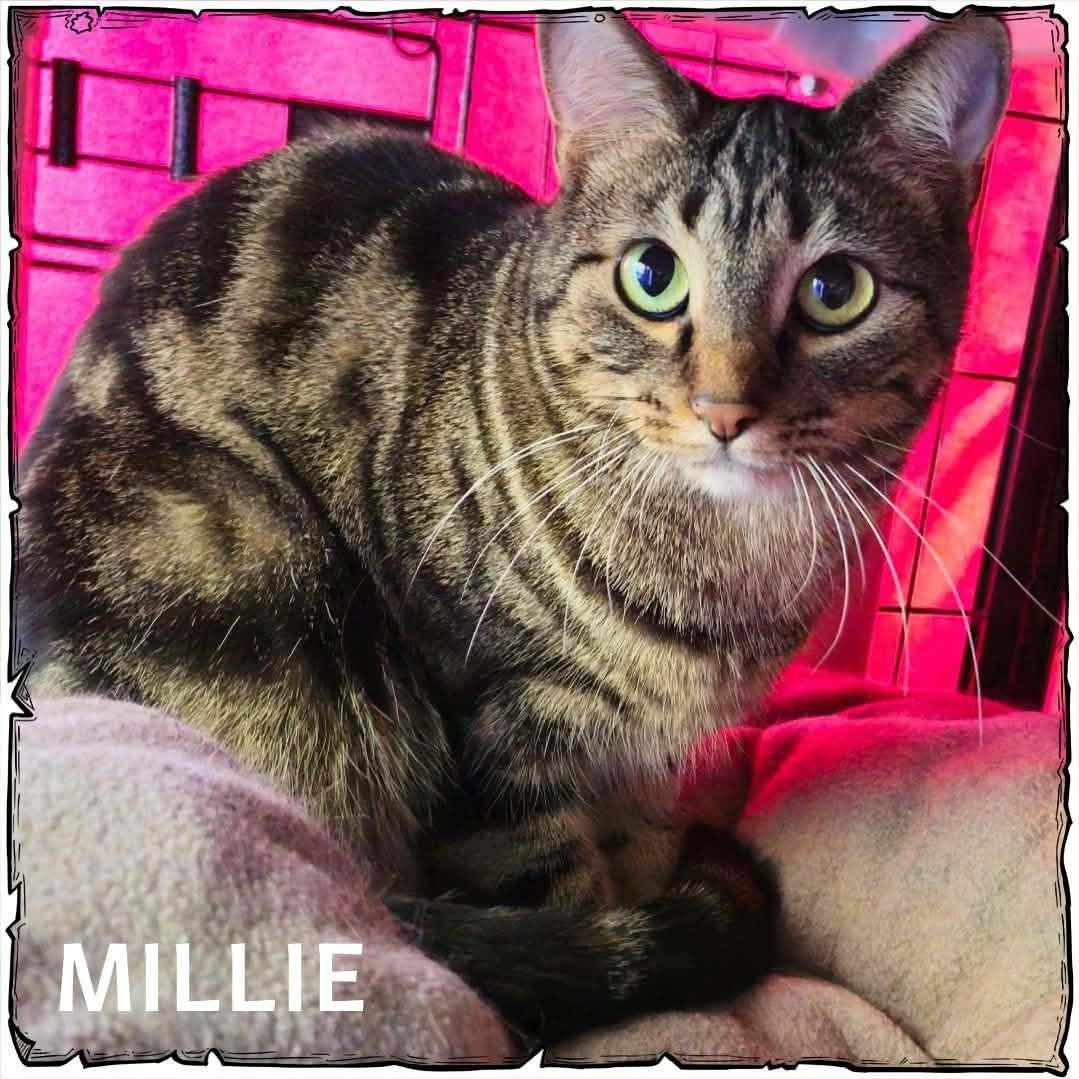 Millie, a Adoptable Domestic Short Hair in Whiting, IN image 1/3