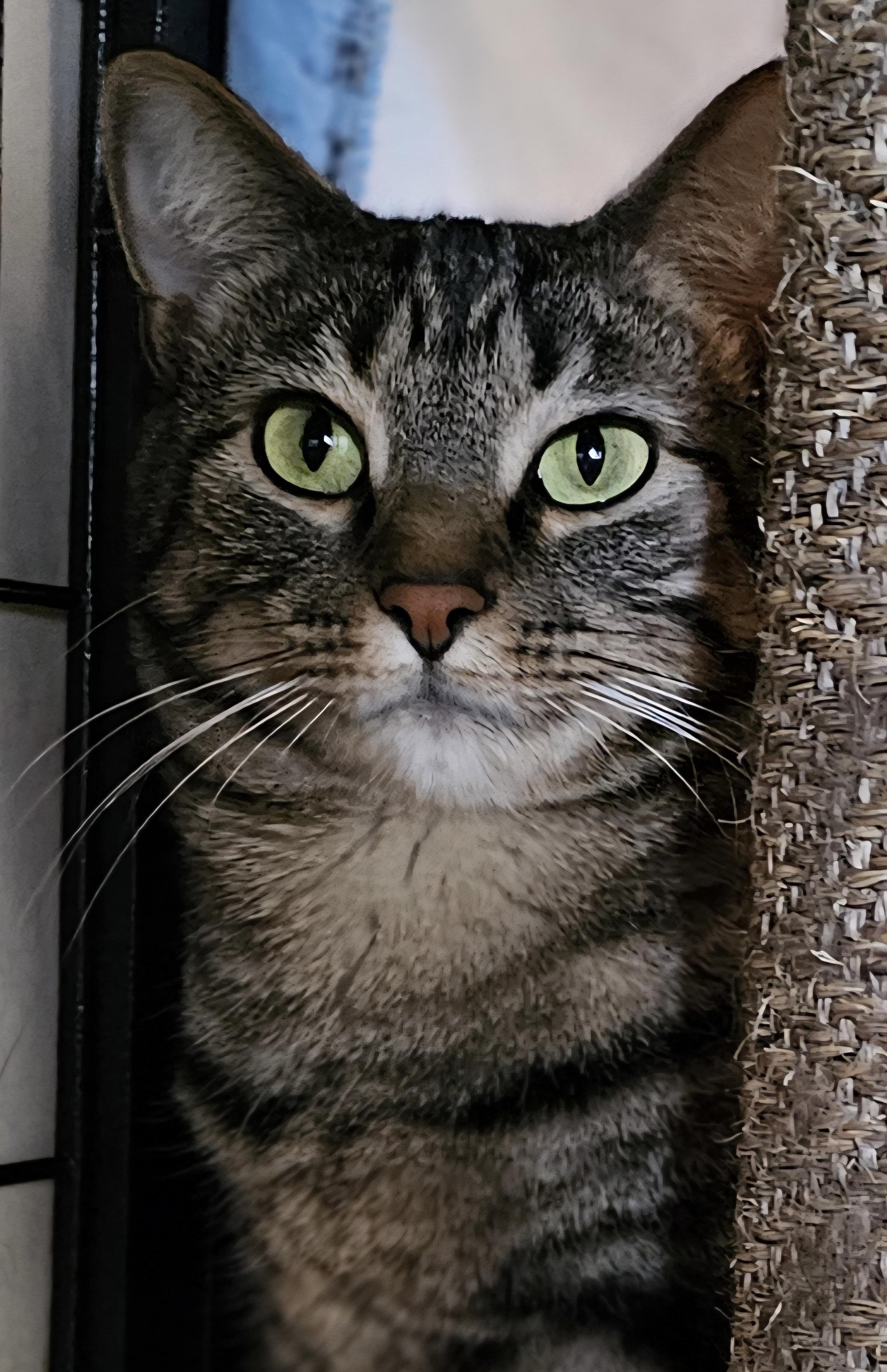 Millie, a Adoptable Domestic Short Hair in Whiting, IN image 2/3