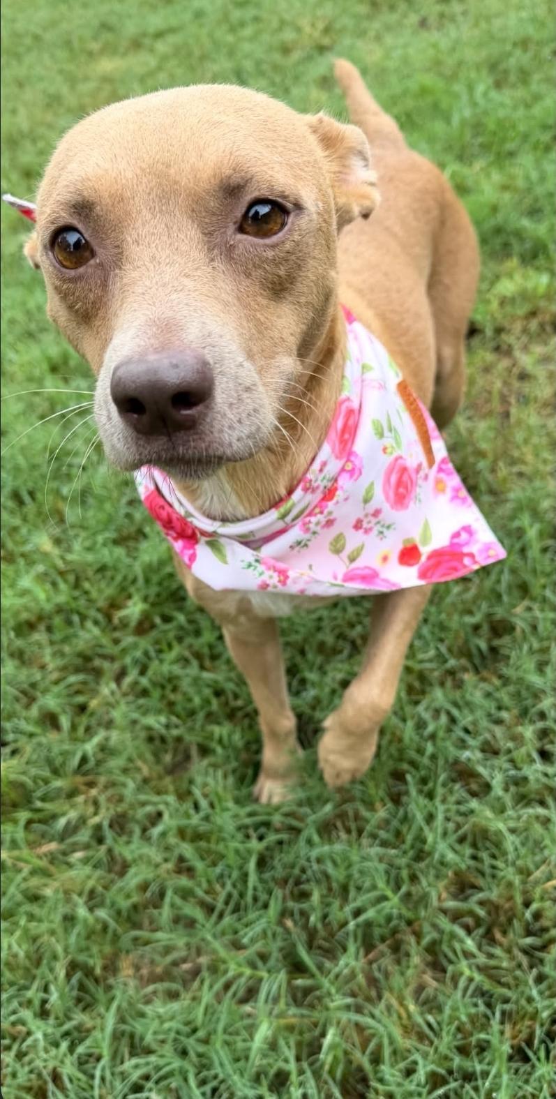Enlarge Noel, a Adoptable mixed breed in Apple Valley, MN image 2/5