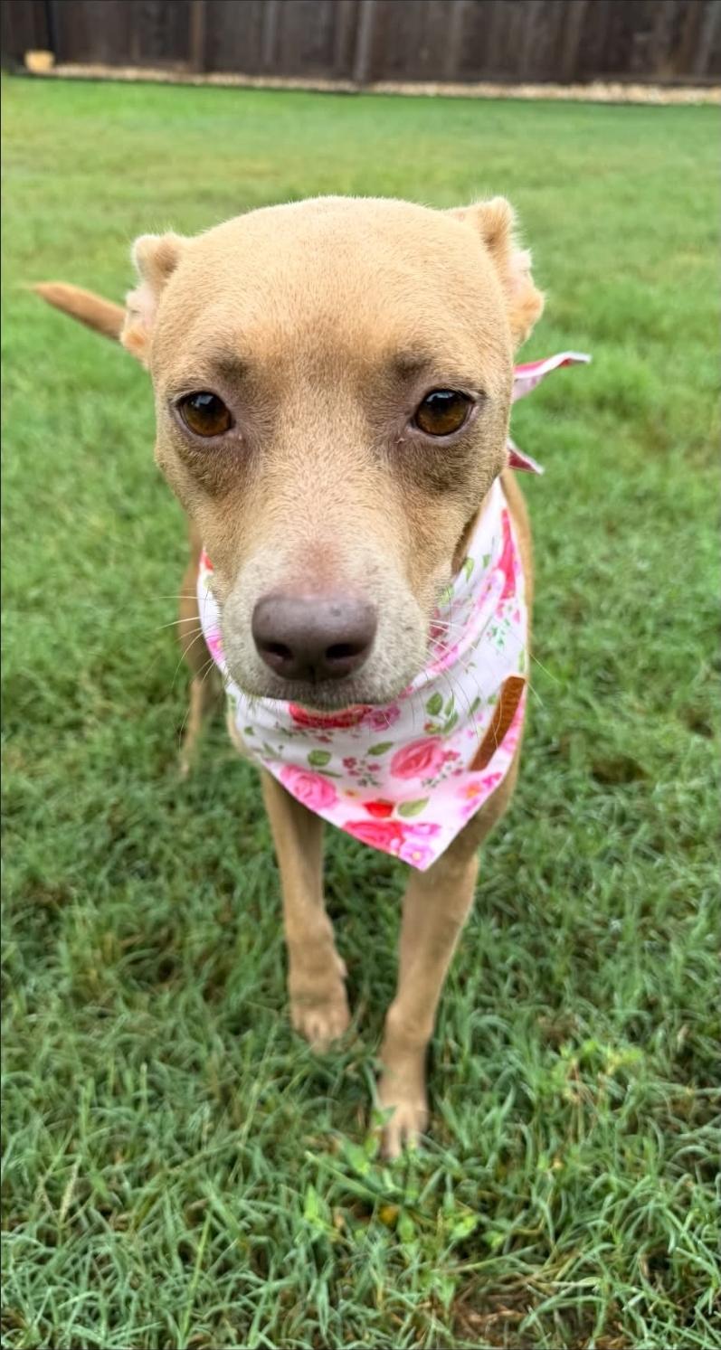 Enlarge Noel, a Adoptable mixed breed in Apple Valley, MN image 3/5