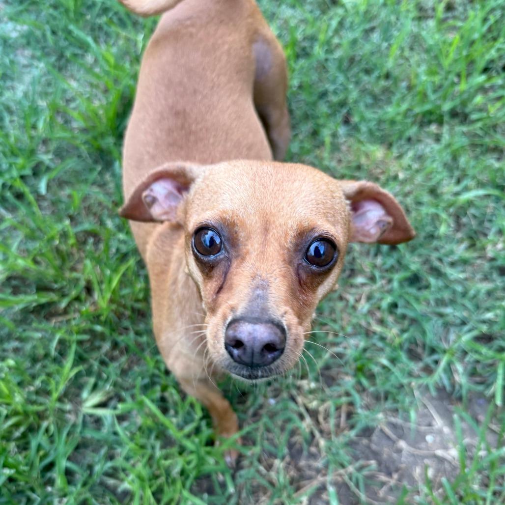 Magnolia, Adoptable, Adult Female Chihuahua.