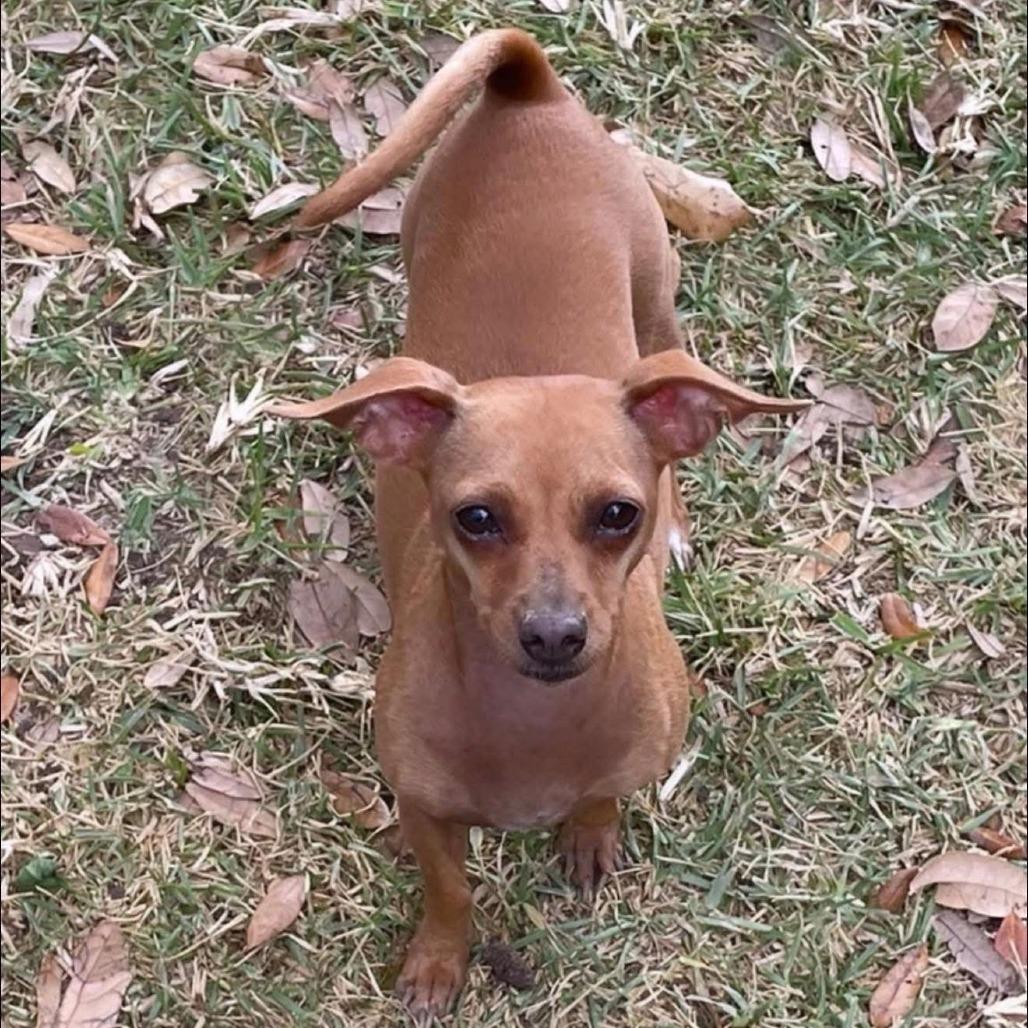 Enlarge Magnolia, a Adoptable Chihuahua in Leander, TX image 2/6