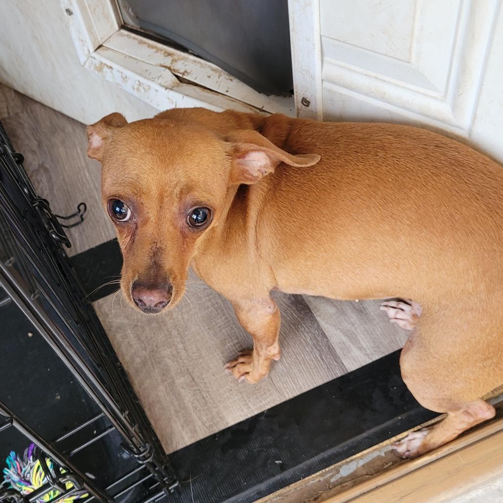 Enlarge Magnolia, a Adoptable Chihuahua in Leander, TX image 3/6