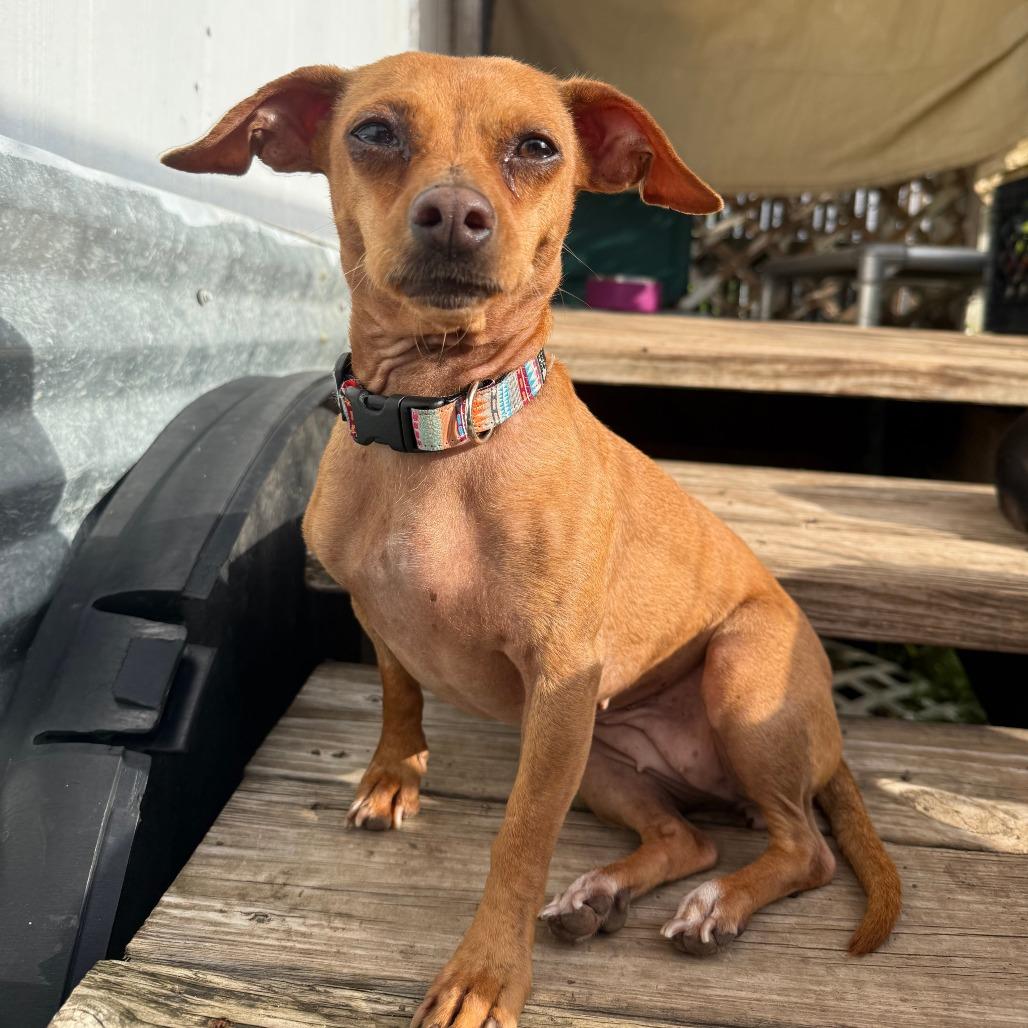 Enlarge Magnolia, a Adoptable Chihuahua in Leander, TX image 4/6