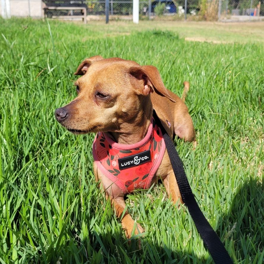 Enlarge Magnolia, a Adoptable Chihuahua in Leander, TX image 5/6