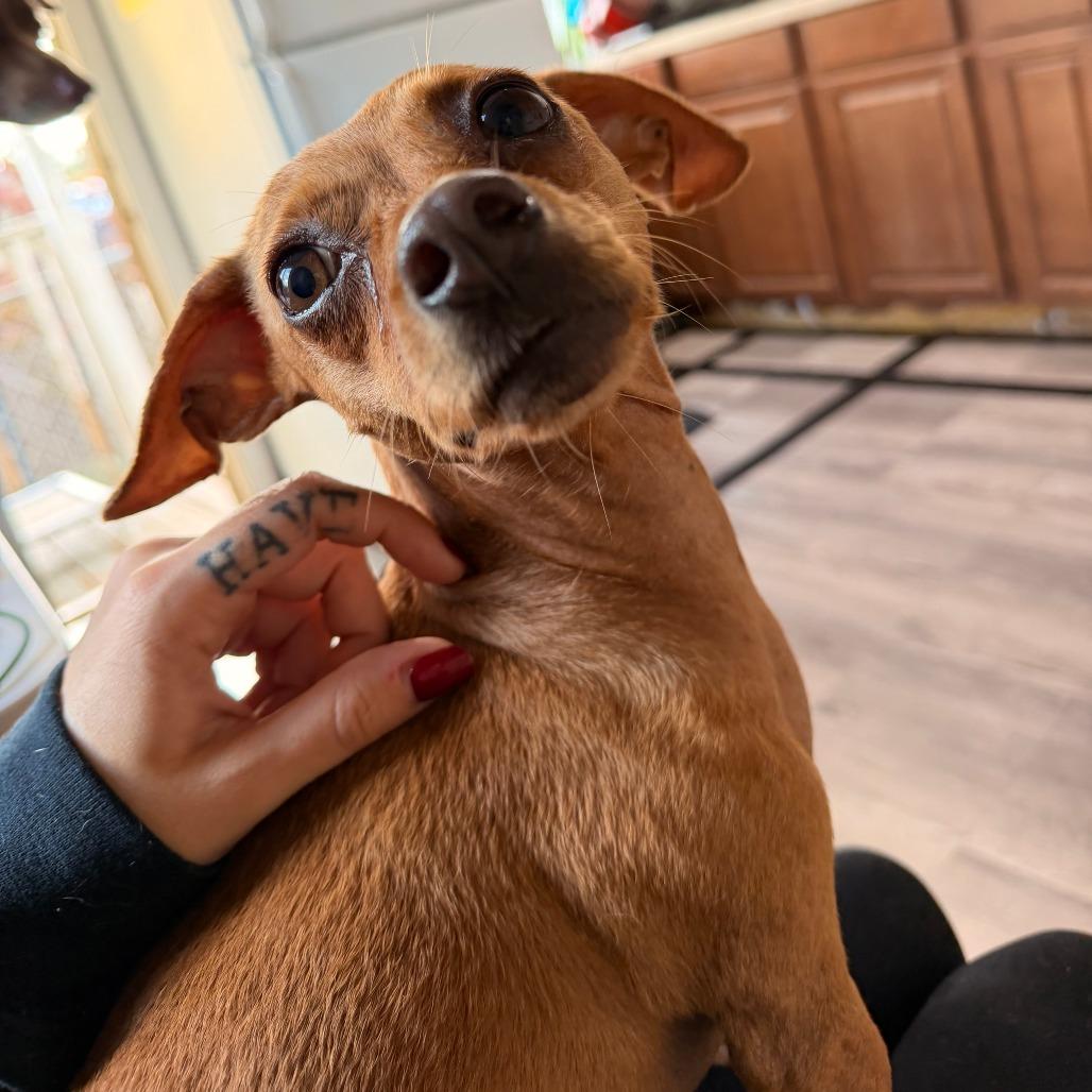 Enlarge Magnolia, a Adoptable Chihuahua in Leander, TX image 6/6