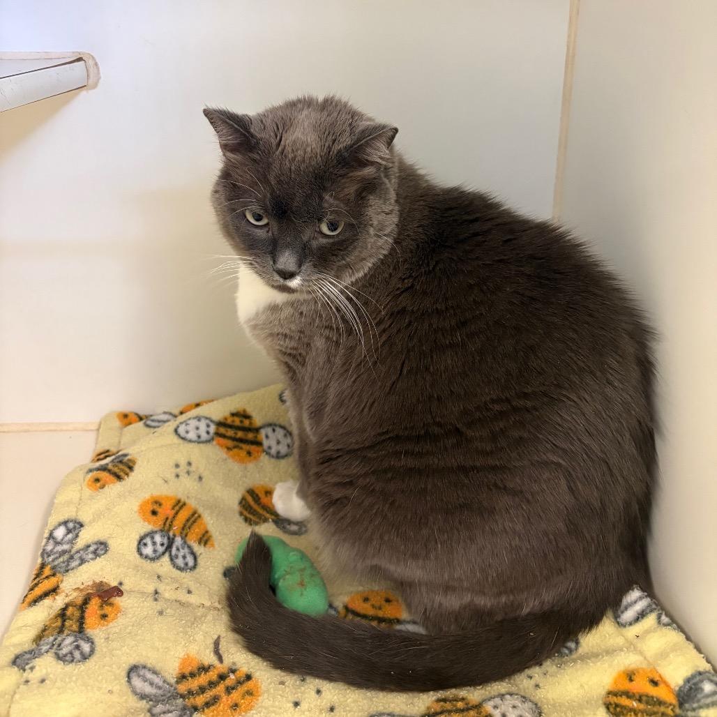 Enlarge Remy, a Adoptable Domestic Short Hair in Grass Valley, CA image 2/4