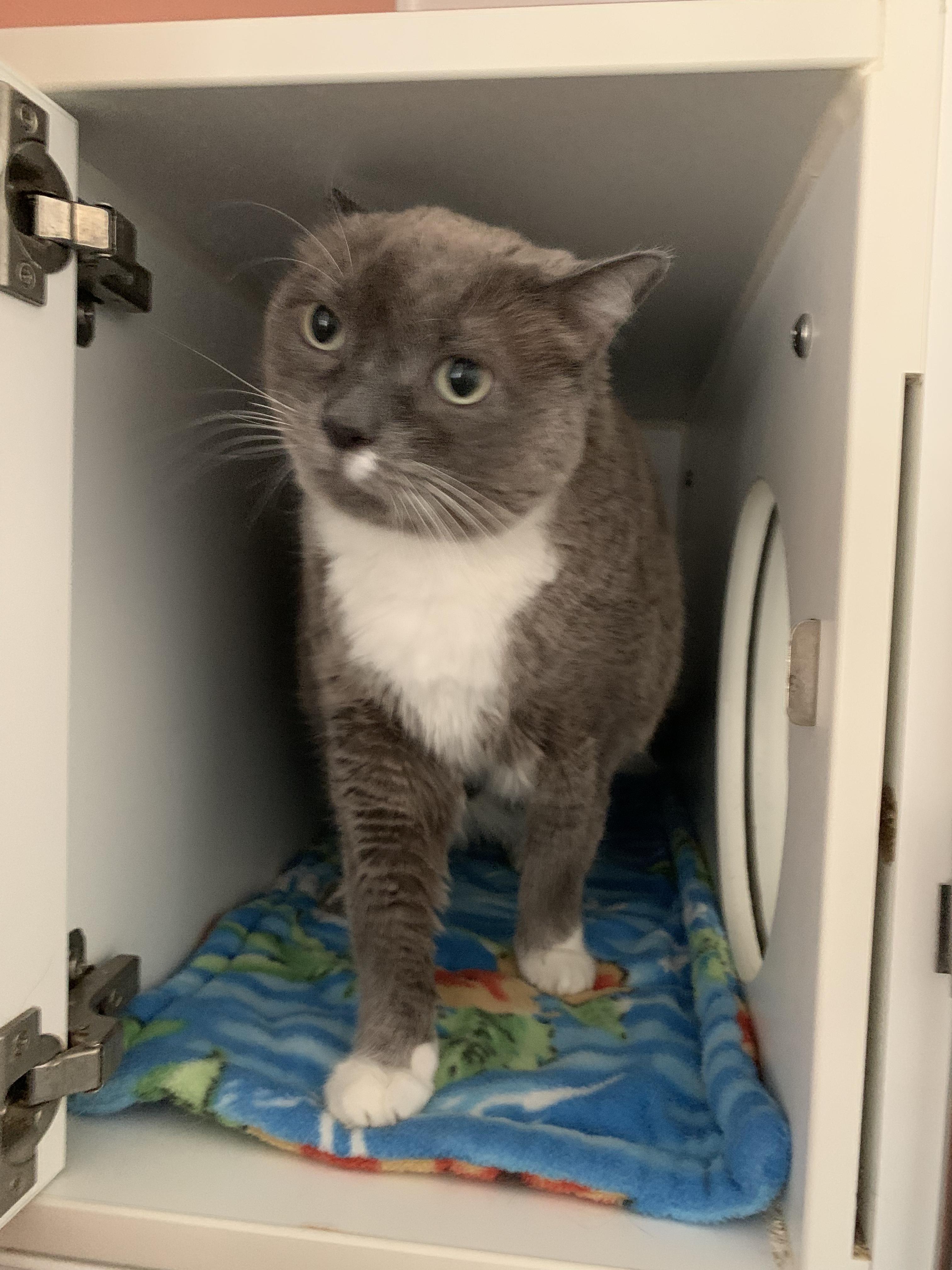 Enlarge Remy, a Adoptable Domestic Short Hair in Grass Valley, CA image 4/4