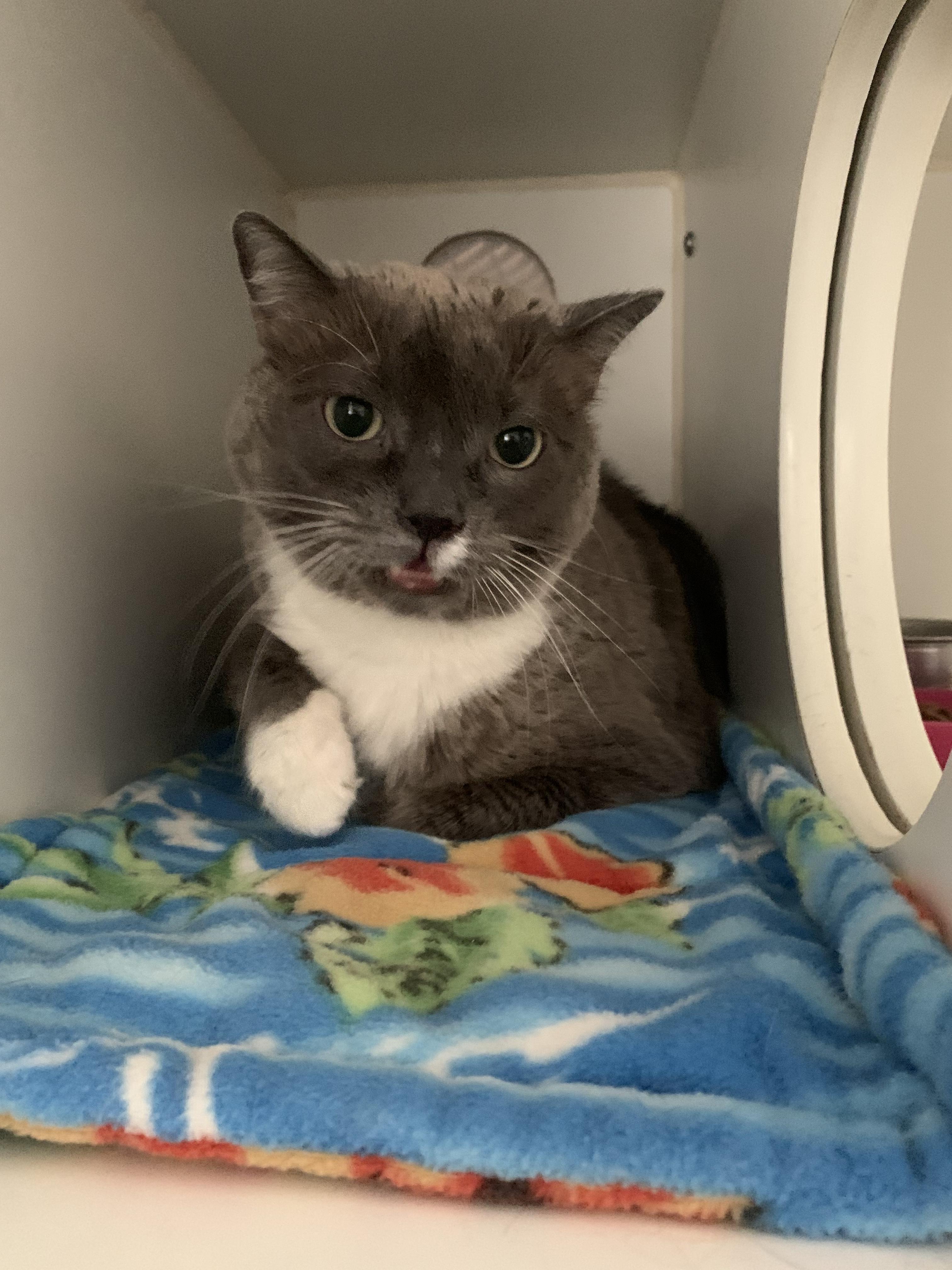 Remy, Adoptable, Adult Male Domestic Short Hair.