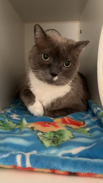 Enlarge Remy, a Adoptable Domestic Short Hair in Grass Valley, CA video 3/4