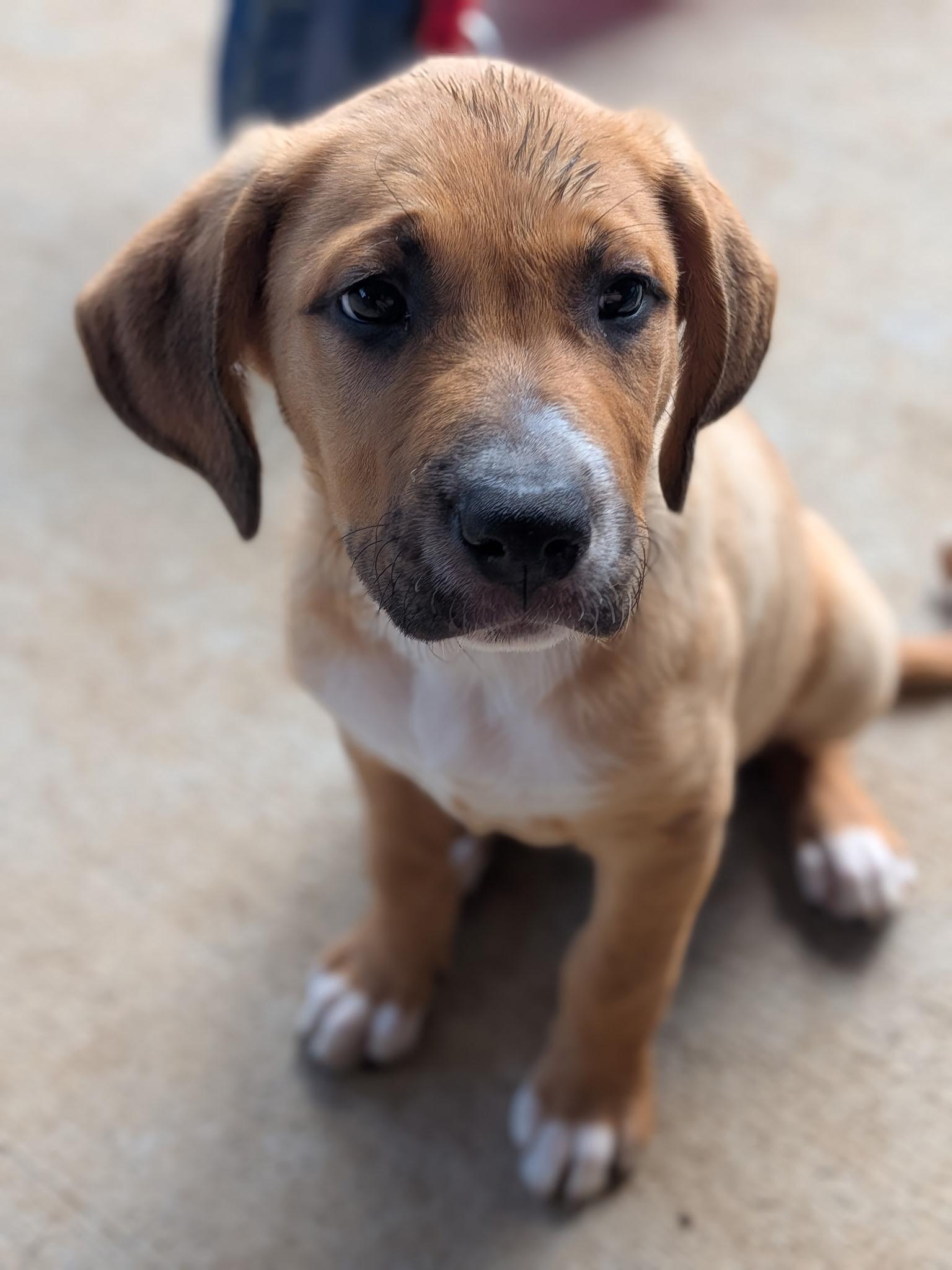 Lightning, an adopted mixed breed in Spring hill, TN image 3/5