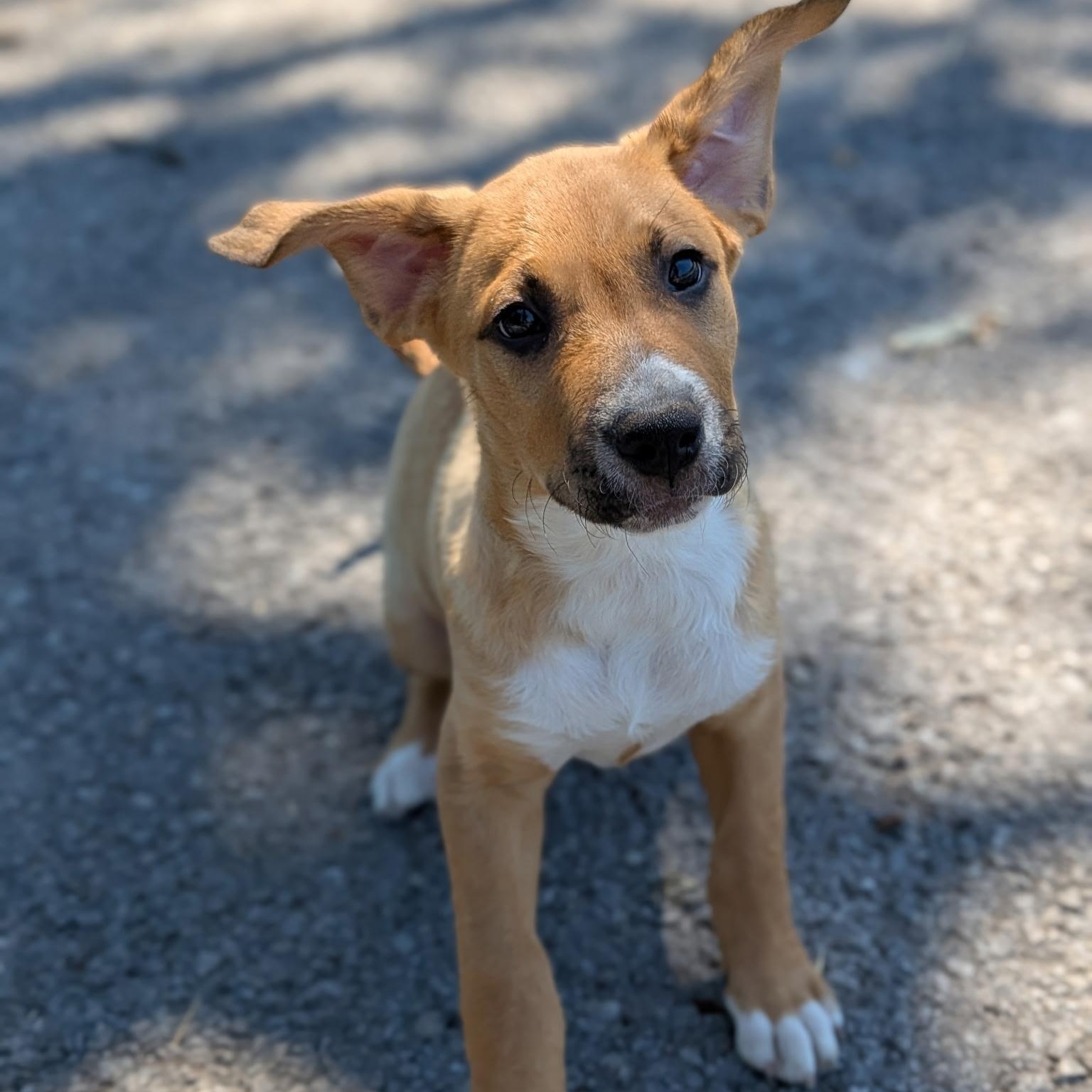 Lightning, an adopted mixed breed in Spring hill, TN image 5/5