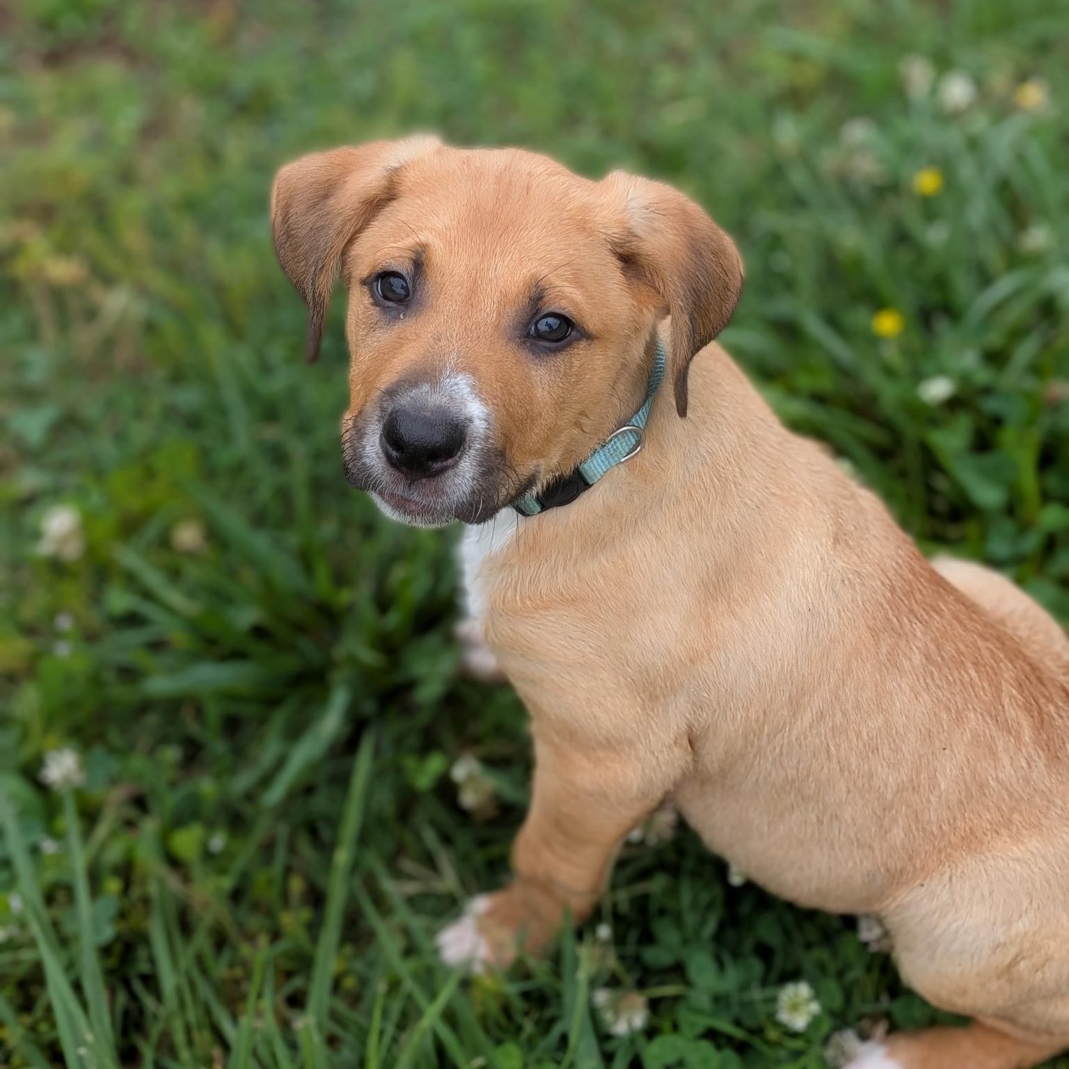 Lightning, an adopted mixed breed in Spring hill, TN image 2/5