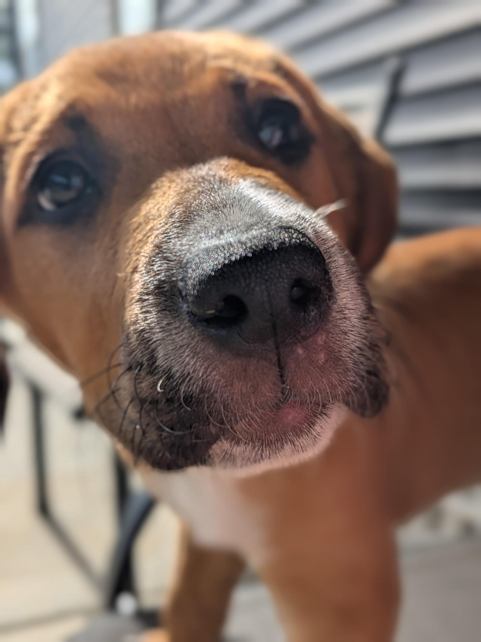 Lightning, an adopted mixed breed in Spring hill, TN image 4/5
