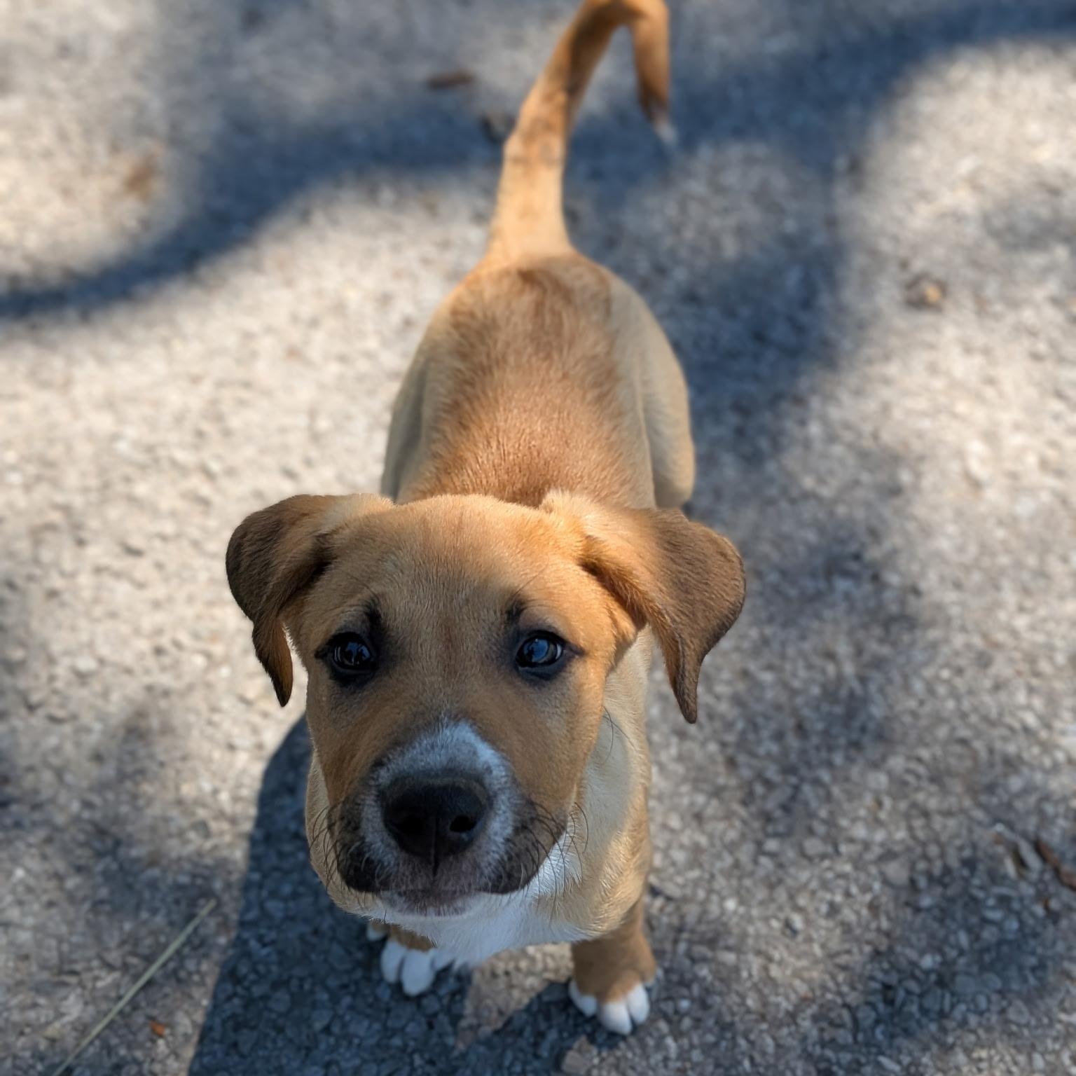 Lightning, adopted, Puppy Male Mixed Breed.