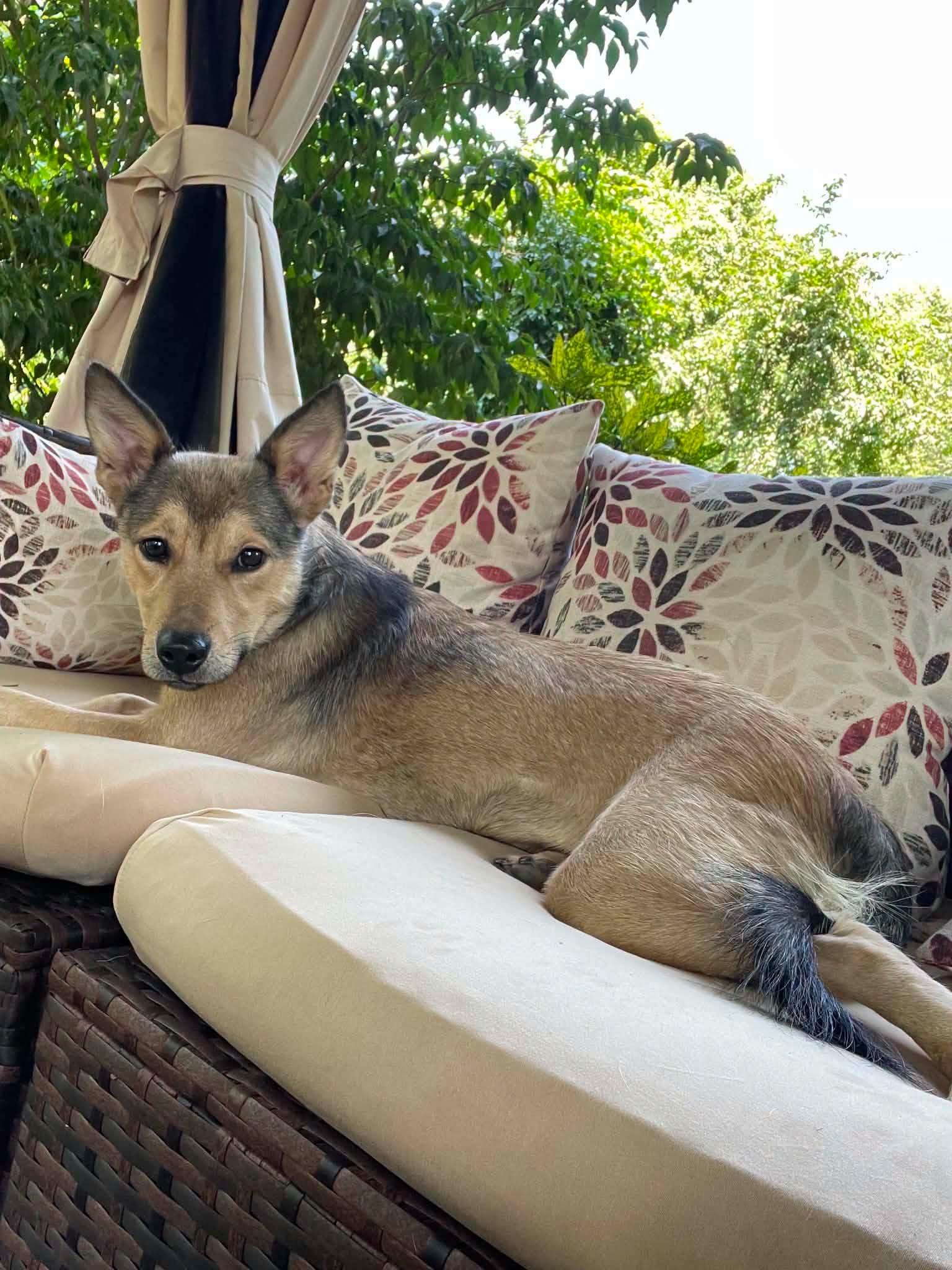 Queenie, a Adoptable Shepherd in Shillington, PA image 1/3