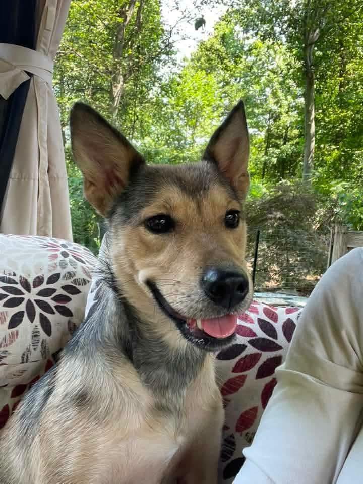 Queenie, a Adoptable Shepherd in Shillington, PA image 2/3