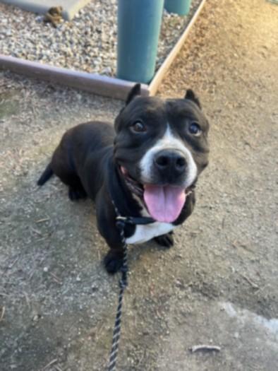 Enlarge SPUD, a Adoptable mixed breed in Los Angeles, CA image 1/2