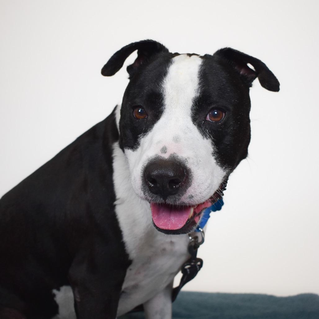 Buddy, Adoptable, Senior Male Bull Terrier.