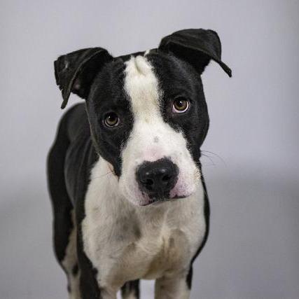 Enlarge Buddy, a Adoptable Bull Terrier in West Palm Beach, FL image 2/5