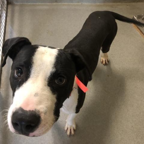 Enlarge Buddy, a Adoptable Bull Terrier in West Palm Beach, FL image 3/5