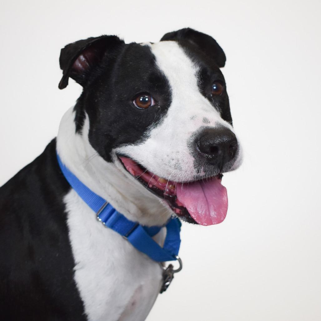 Enlarge Buddy, a Adoptable Bull Terrier in West Palm Beach, FL image 4/5