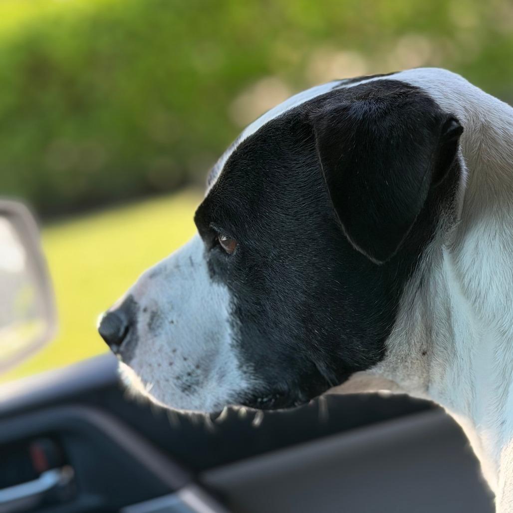 Enlarge Buddy, a Adoptable Bull Terrier in West Palm Beach, FL image 5/5