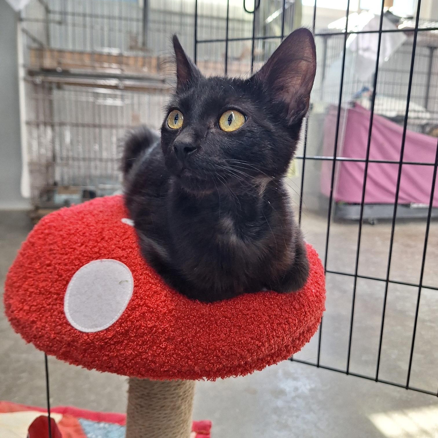 Darth Vader, a ADOPTABLE Domestic Short Hair in Clarinda, IA image 1/2