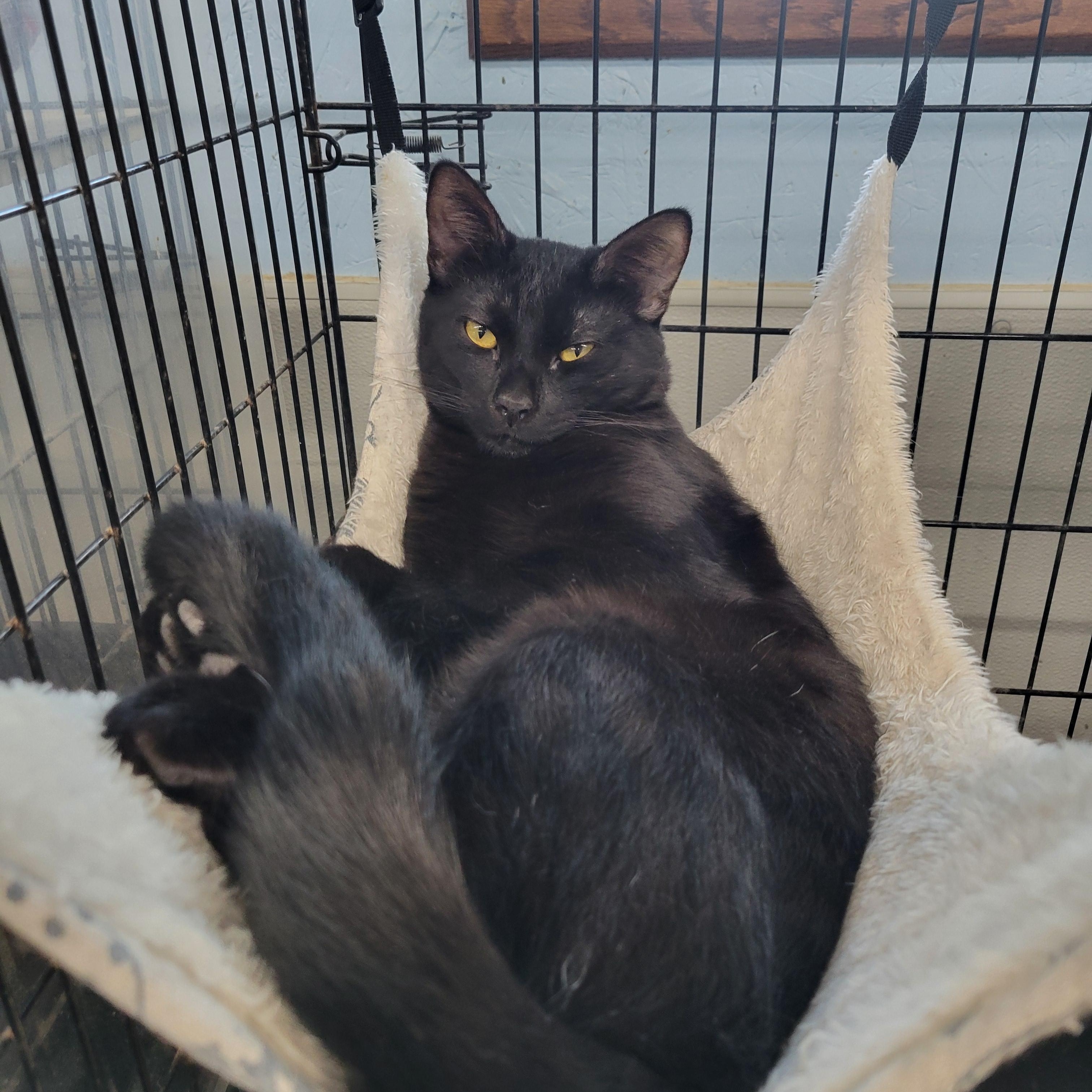 Darth Vader, ADOPTABLE, Young Male Domestic Short Hair.