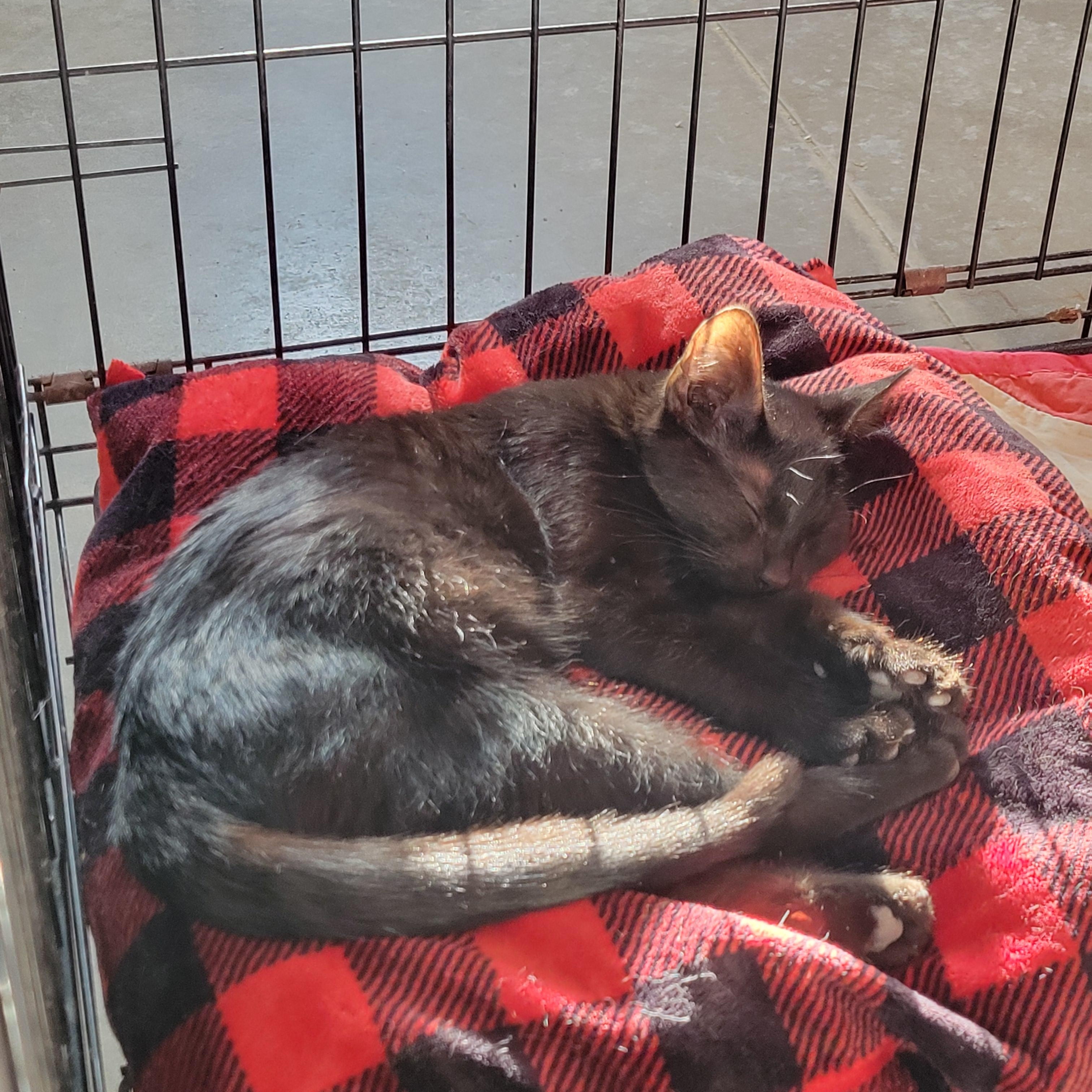 Darth Vader, a ADOPTABLE Domestic Short Hair in Clarinda, IA image 2/2