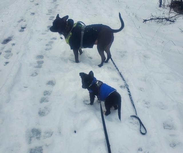 Garland, Adoptable, Puppy Female Mixed Breed.