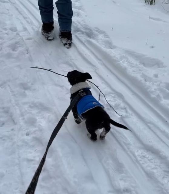Garland, a Adoptable mixed breed in Waterbury, CT image 4/6