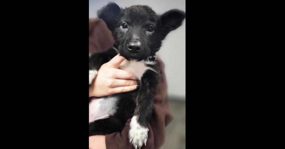 Garland, a Adoptable mixed breed in Waterbury, CT image 5/6