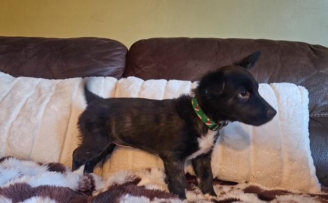 Garland, a Adoptable mixed breed in Waterbury, CT image 6/6