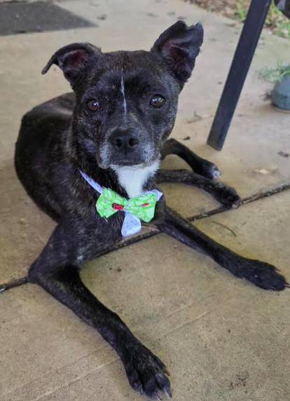 Enlarge Pixie, a Adoptable mixed breed in North Richland Hills, TX image 3/3