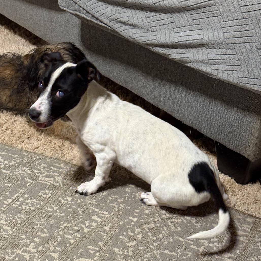 Dixie, Adoptable, Young Female Mixed Breed.