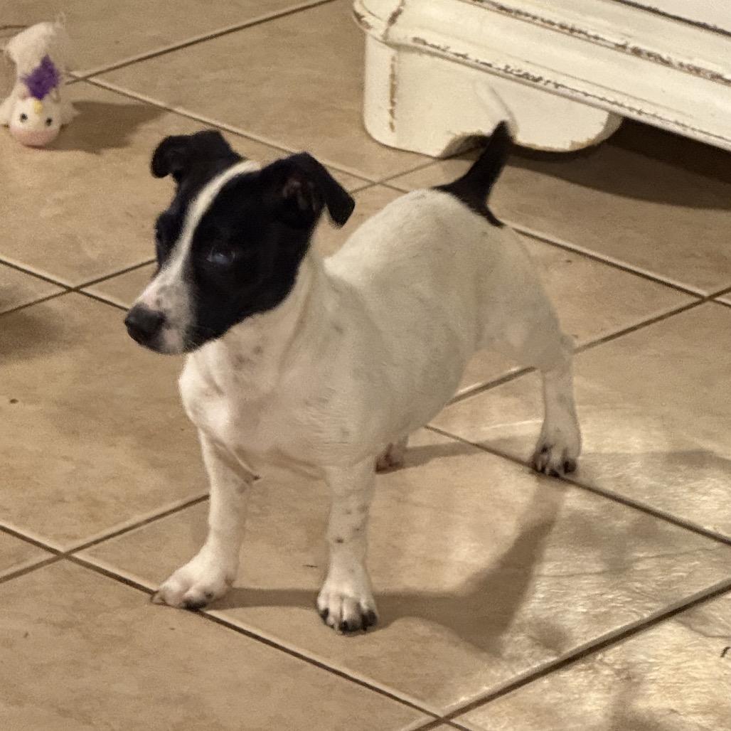 Dixie, a Adoptable Mixed Breed in Moab, UT image 2/4