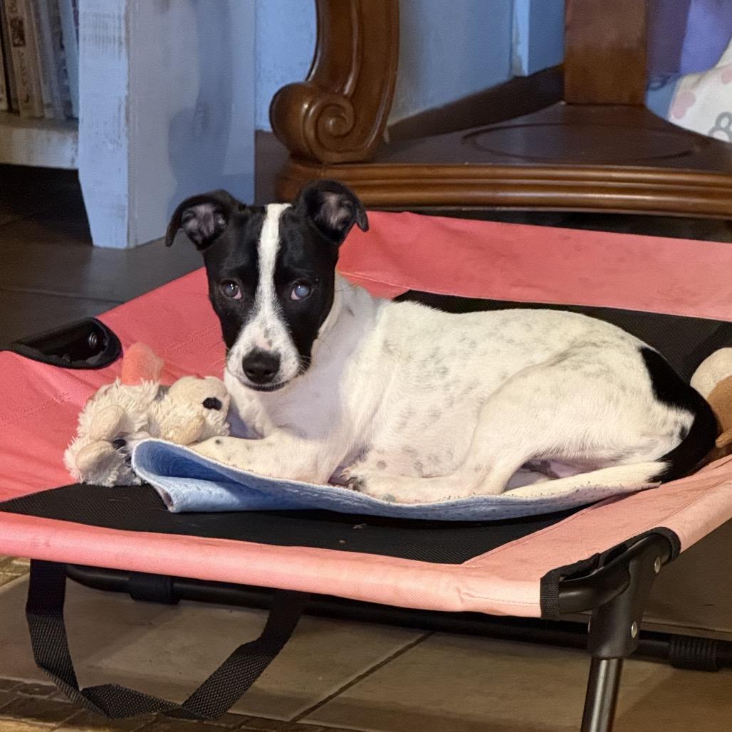 Dixie, a Adoptable Mixed Breed in Moab, UT image 3/4