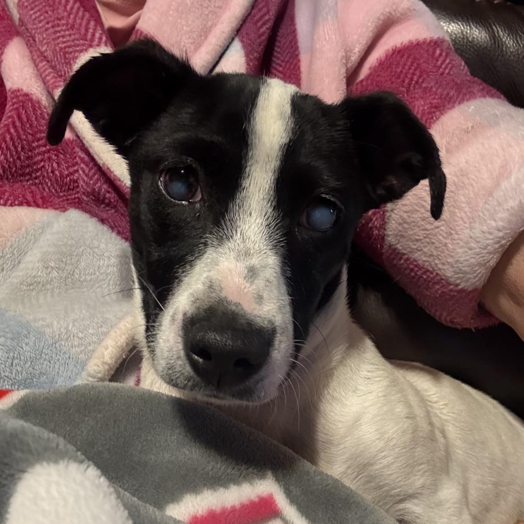 Dixie, a Adoptable Mixed Breed in Moab, UT image 3/4