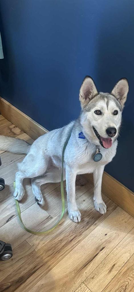 25Elinor Dashwood, adoptable, Adult Female Husky.