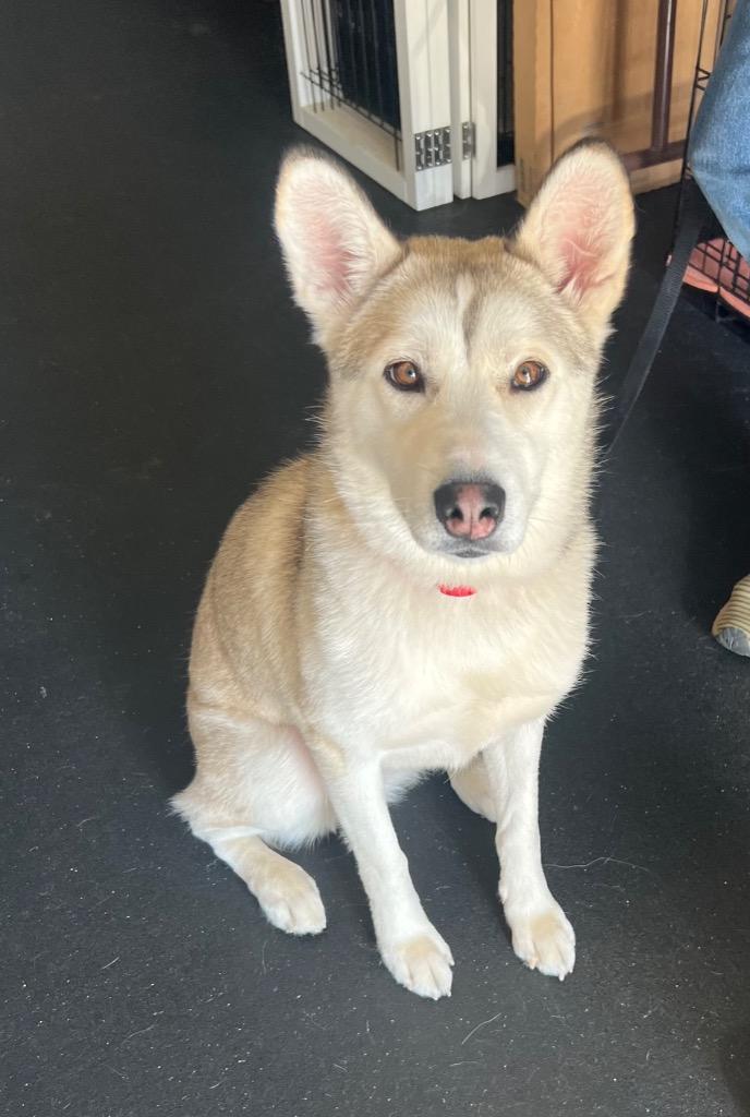 25Elinor Dashwood, adoptable, Adult Female Husky.