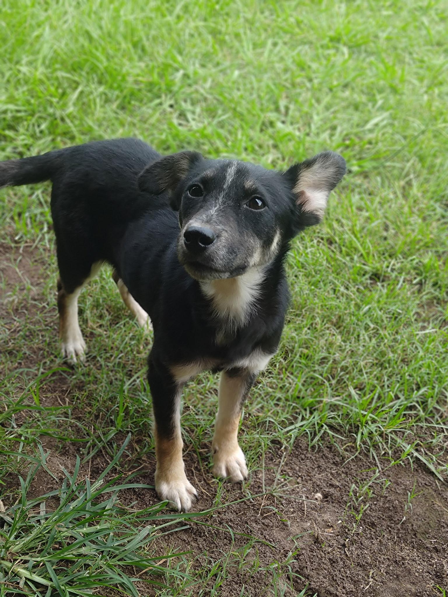 Ranger, an adoptable Feist in Jxn, MS, 39211 | Photo Image 1