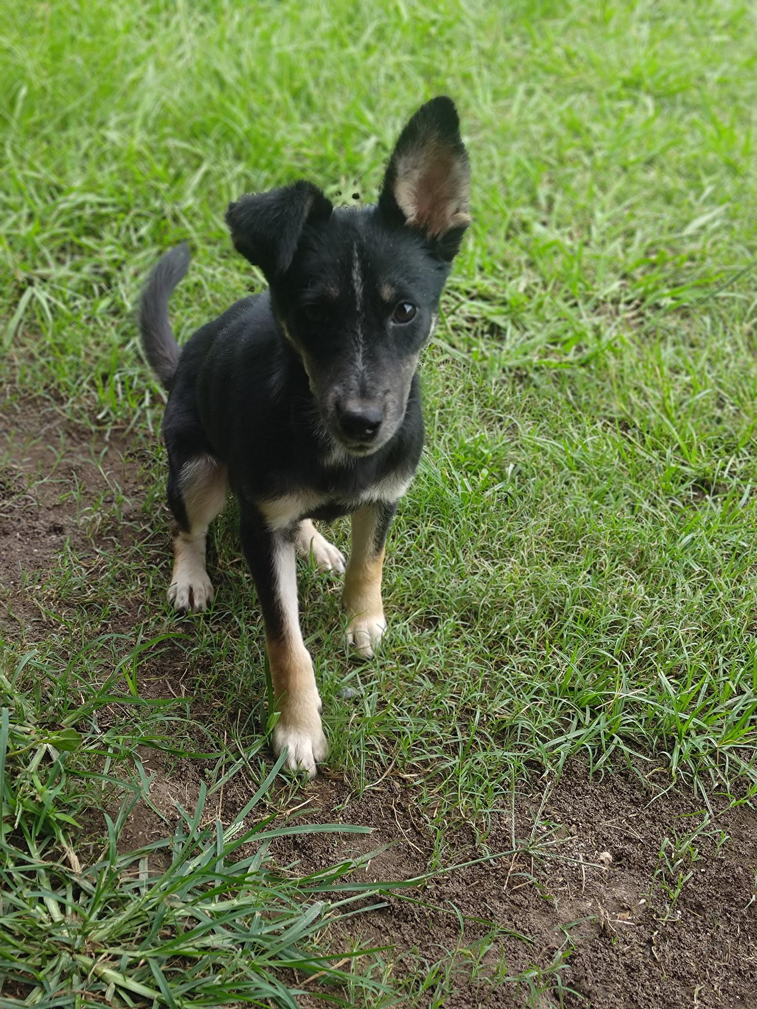 Ranger, an adoptable Feist in Jxn, MS, 39211 | Photo Image 3