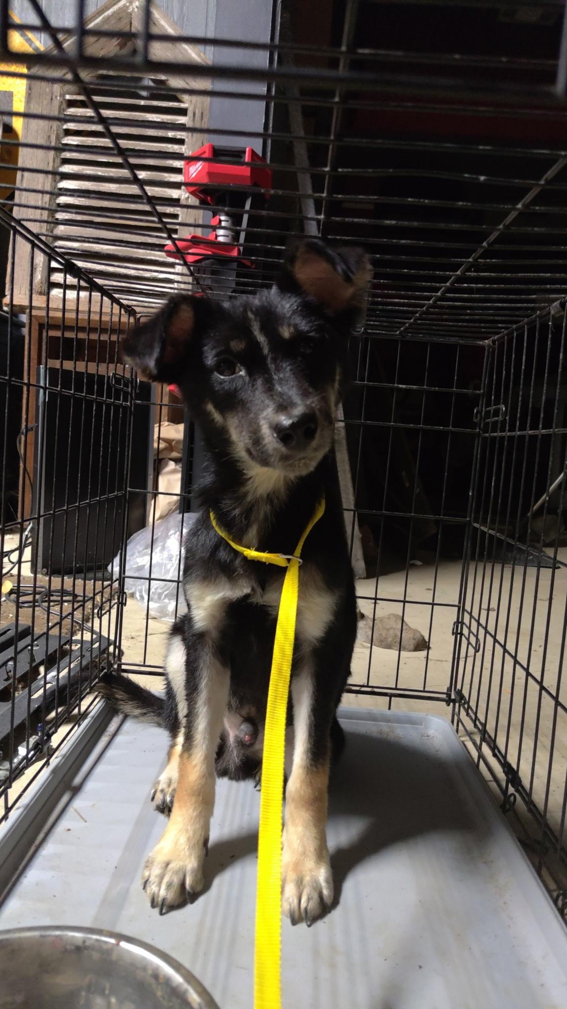 Ranger, an adoptable Feist in Jxn, MS, 39211 | Photo Image 6